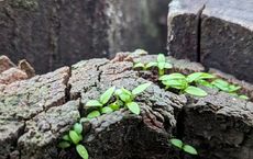 Article Image for Building Resilience Through Daily Practices