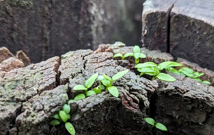 Article Image for Building Resilience Through Daily Practices