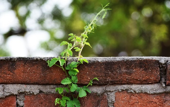 Article Image for Cultivating a Growth Mindset in Fixed Environments
