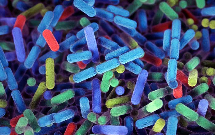 Increase Your Gut Health and Boost Your Cognitive Brain Power